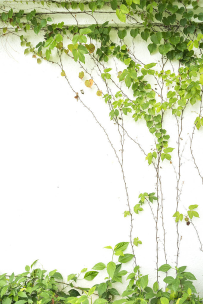 muratti lehdet eristetty valkoisella pohjalla - Valokuva, kuva