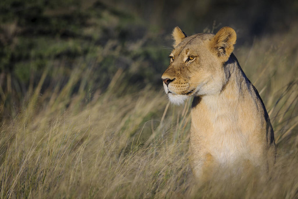 Löwe (Panthera leo). Südafrika - Foto, Bild