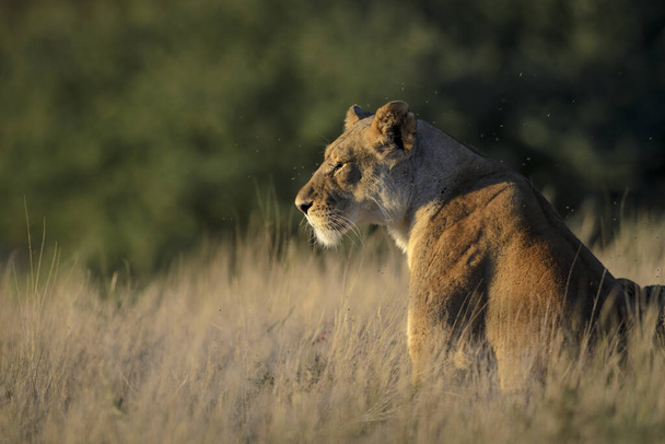 Aslan (Panthera leo). Güney Afrika - Fotoğraf, Görsel