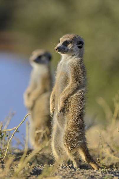 Meerkat o suricate (Suricata suricatta). Kalahari. Sudafrica
 - Foto, imagen