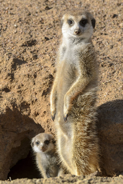 Meerkat o suricato (Suricata suricatta). Kalahari adulto e minorenne. Sudafrica
 - Foto, immagini