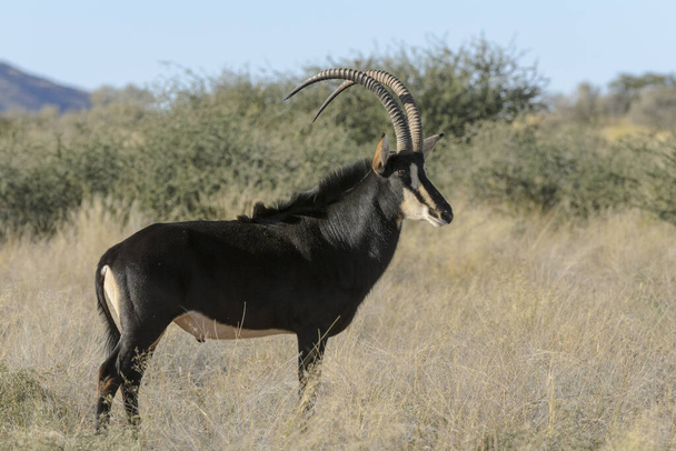 Sobolí antilopa (Hroch niger). Kalahari, Jihoafrická republika - Fotografie, Obrázek