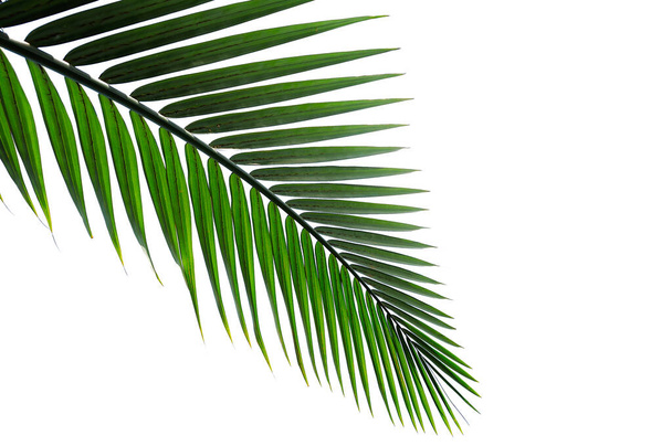 Тропічний лист долоні ізольований на білому тлі
 - Фото, зображення