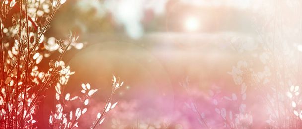 Vervaagde natuurlijke achtergrond. Delicate natuurlijke achtergrond in pastelkleuren met een zacht roze accent. Gedroogde bloemen in de natuur. Delicate kleuren, kopieer ruimte. Zonnige dag. Voorjaar achtergrond. - Foto, afbeelding