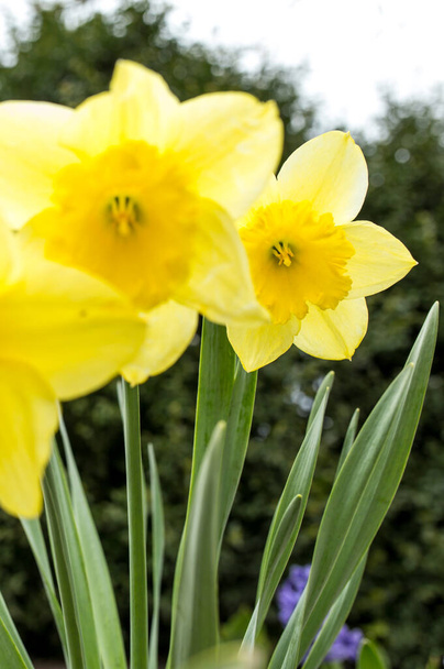 keltaisia narsisseja puutarhassa. Narcissus kauneuden ja ylpeyden symbolina
 - Valokuva, kuva