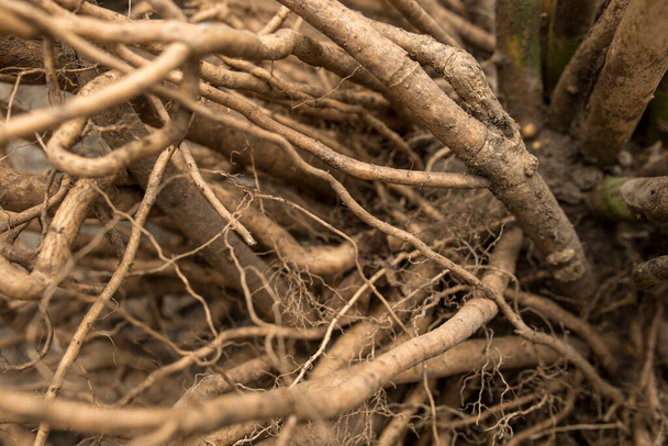 Voorbeeld van sterke root systeem close-up. Krachtig vezelig wortelstelsel van de plant. - Foto, afbeelding