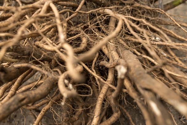 Enorme vezelige wortelstelsel close-up opgegraven plant - Foto, afbeelding