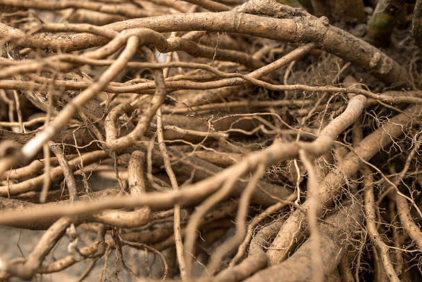 Roots are a symbol of Sona life on earth. Hibiscus root system close-up. - Photo, Image