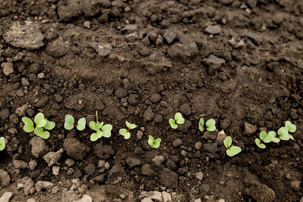 a row of young shoots on the field. Radish sprouts top view on a black ground - Fotografie, Obrázek