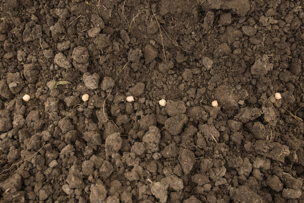 Elültetett csicseriborsó sor elkészített talajban, közelkép. Egymás után ültetett magvak. - Fotó, kép