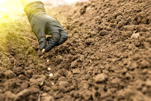 Mãos semear grão de bico sementes de ervilha no chão com raios de sol, espaço cópia em um lado direito
 - Foto, Imagem