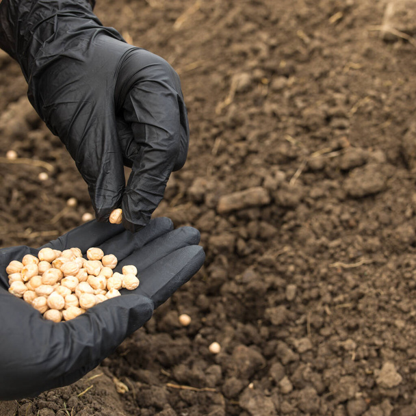 Hands in black glove seedind seeds of chiken peas into the ground, with copy space - Photo, Image
