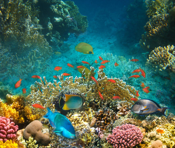 Mondo sottomarino. Pesci di corallo di Mar Rosso. Egitto - Foto, immagini