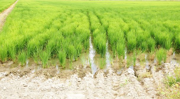 Plantación de arroz en el Delta del Ebro
 - Foto, imagen