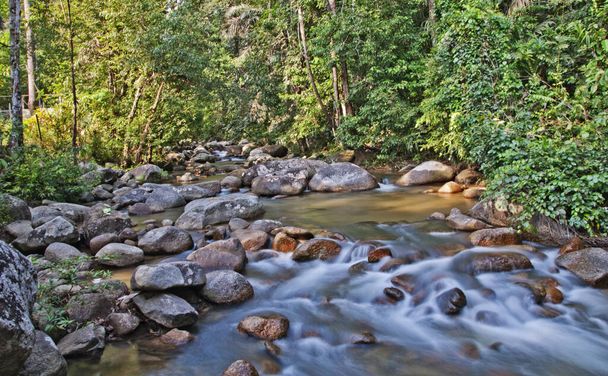 jungle rocky stream water flow  - Photo, Image