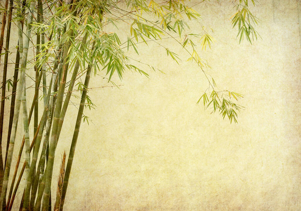 bambus na starym grunge papieru tekstury tła - Zdjęcie, obraz