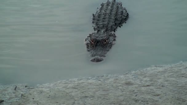 Alligator fängt einen kleinen Krebs - Filmmaterial, Video