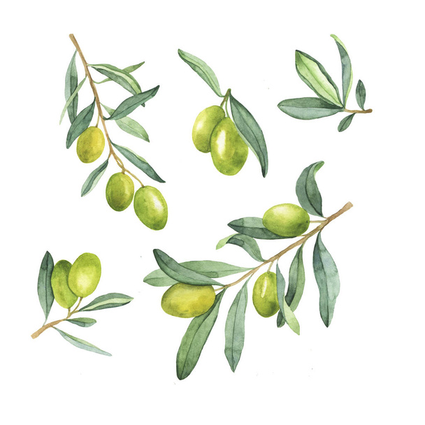 Set of green olive branch with berries and leaves isolated on white background. Hand drawn watercolor illustration. - Фото, изображение
