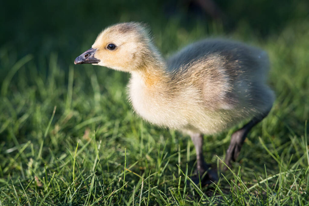 Gansos de Canadá y goslings en primavera
 - Foto, Imagen
