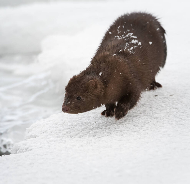 Mink animal en la costa canadiense
 - Foto, Imagen