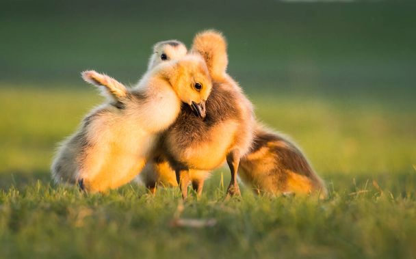 Gansos de Canadá y goslings en primavera
 - Foto, Imagen