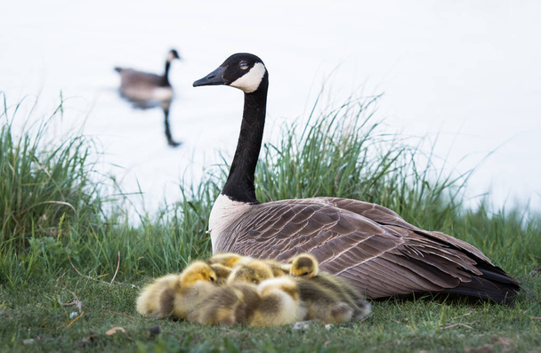 Kanada hanhet ja goslings keväällä
 - Valokuva, kuva