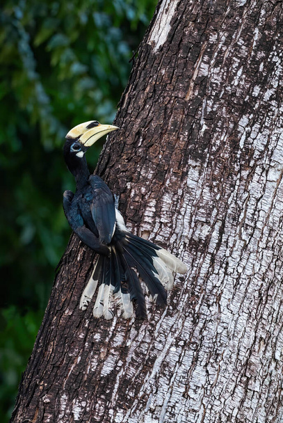 Антракосеро Альбірострі (англ. Anthracoceros albirostris) - дрібний красивий птах з лісів Південно-Східної Азії і лісів, острів Пангкор, Малайзія.. - Фото, зображення