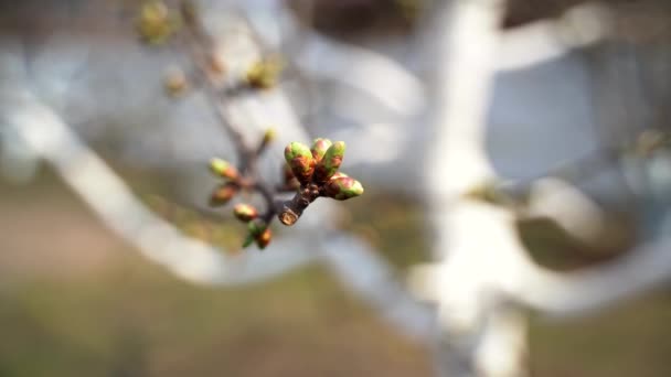 March 2020. close-up, the buds of an apple tree are revealed - Video