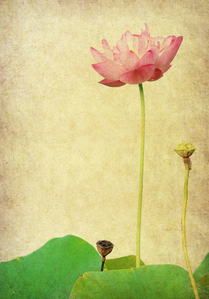 Lotus auf rosa altem antiken Altpapier Hintergrund - Foto, Bild