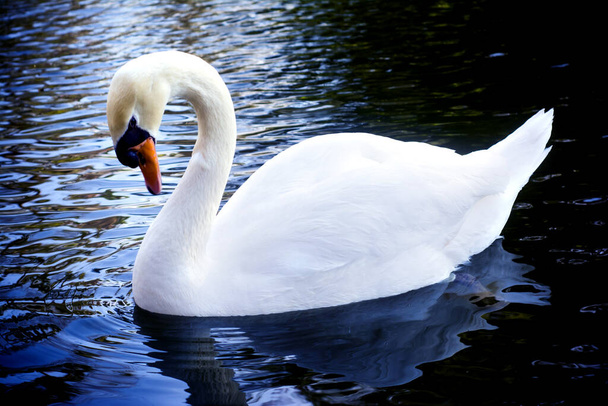Cisne branco bonito em um lago
 - Foto, Imagem