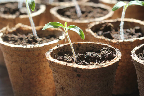Plántulas en maceta que crecen en macetas de turba biodegradables. Concepto de jardinería. Brotes jóvenes de plántulas de tomate
 . - Foto, imagen