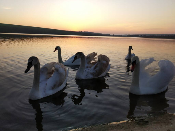 A group of mute swans at sunset set sail to the shore. - Photo, Image