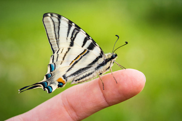 スワロテール蝶(Papilio Machaon)の美しい翼の詳細。マクロ画像 - 写真・画像
