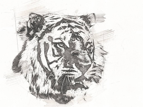 Tiger Art Illustration alte Zeichnung - Foto, Bild