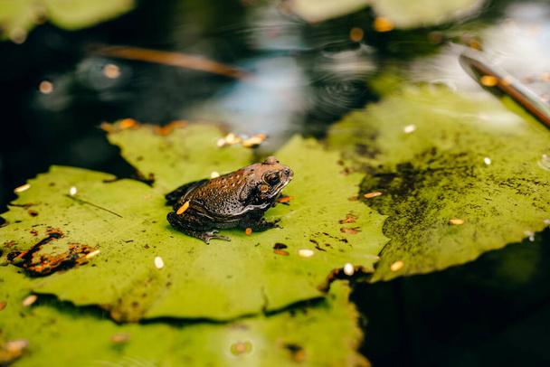 The frog sits on a leaf of swamp lily - Foto, imagen