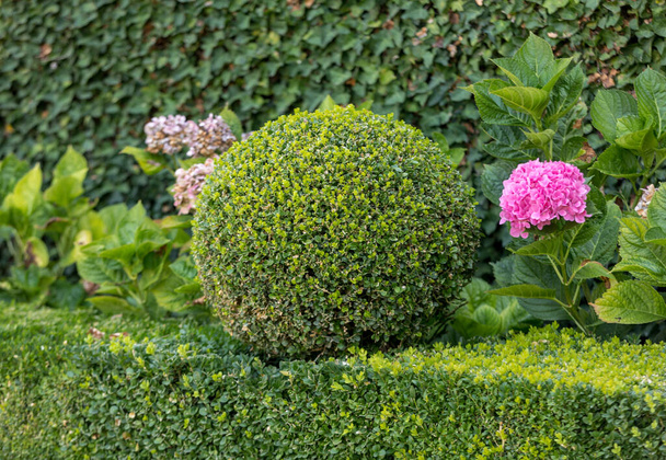 手入れの行き届いた庭の低木。フランスの緑の庭のボール - 写真・画像