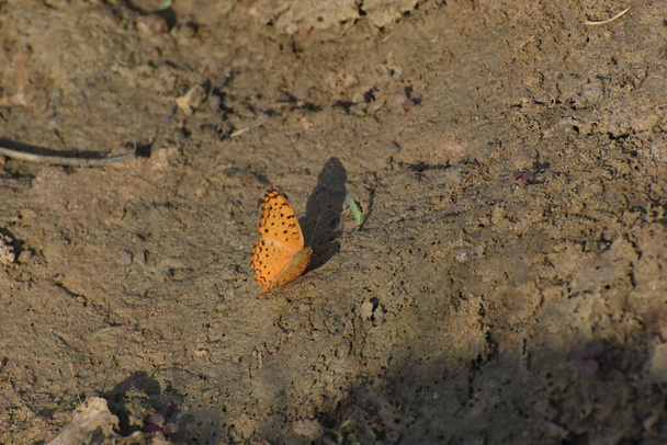 a butterfly sitting on ground with beautiful brown background - Photo, Image