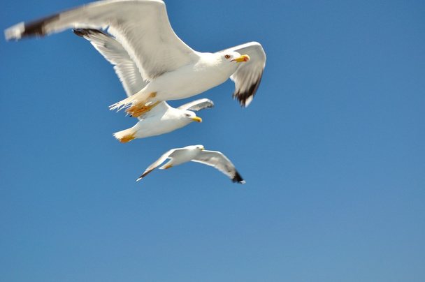 Tre gabbiani bianchi con ali spiegate che volano contro un cielo blu
 - Foto, immagini