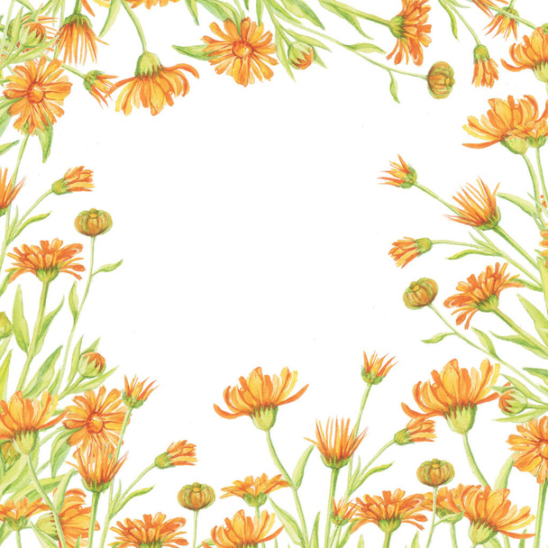 calendula pattern marigold white background watercolor, isolate object frame - Photo, Image
