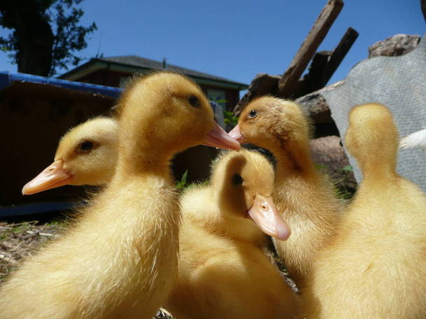 small group ducklings warming in the sun - Photo, Image