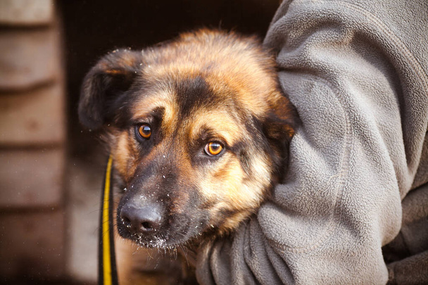 Triste perro Retrato de un triste perro callejero. El voluntario del refugio ayuda al perro de raza
. - Foto, Imagen