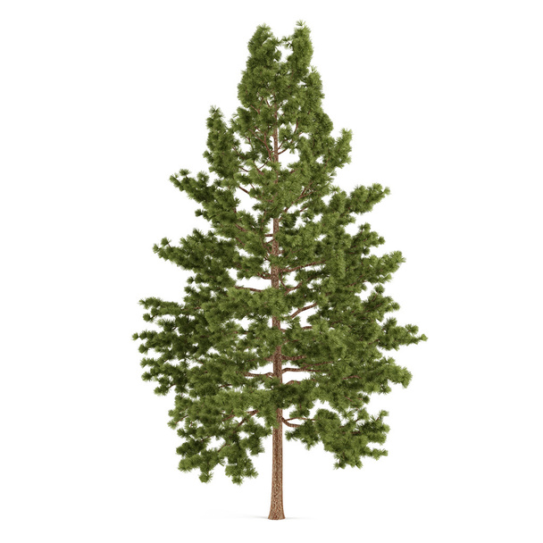Pino de árbol aislado. Pinus strobus
 - Foto, imagen