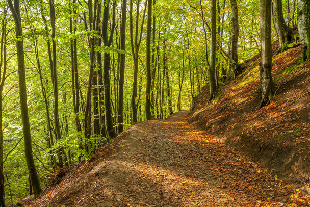 őszi erdő levelekkel az úton, szelektív fókusz - Fotó, kép