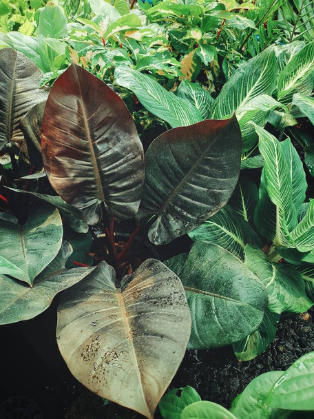 Прекрасне зелене тропічне листя
 - Фото, зображення