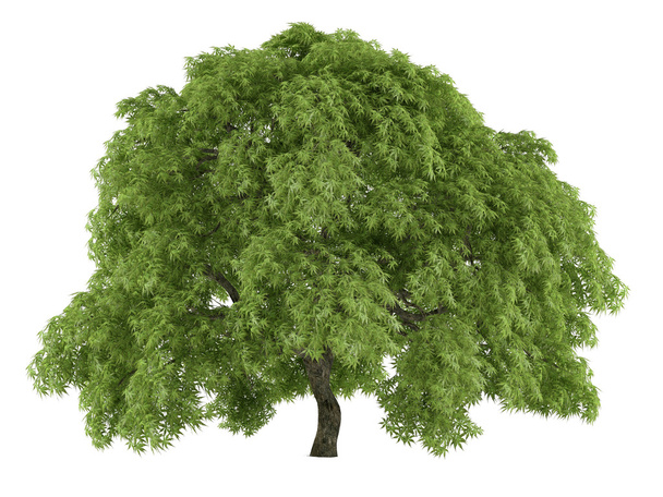 Дерево ізольоване. Acer пальма
 - Фото, зображення