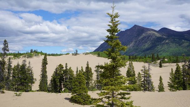 Carcross desert unique drifting sand dunes in boreal forest taiga of Yukon Territory Canada form a beautiful landmark and tourist attraction - Photo, Image