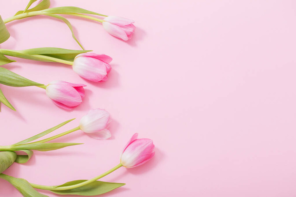 beautiful pink tulips on pink background - 写真・画像