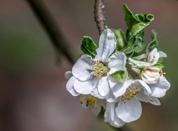 De lente is gekomen, fruitbomen zijn bedekt met bloemen. Appelbomen, peren, perziken ruziën onderling - wie is er mooier. - Foto, afbeelding