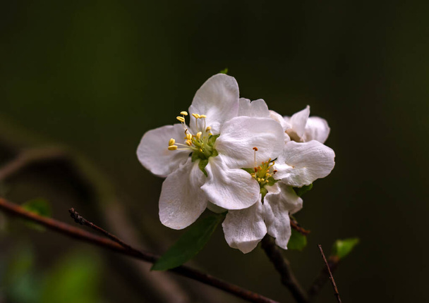 De lente is gekomen, fruitbomen zijn bedekt met bloemen. Appelbomen, peren, perziken ruziën onderling - wie is er mooier. - Foto, afbeelding