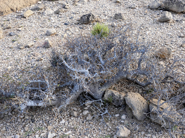 La vegetación costera xerófita resiste la sequía. Omán
 - Foto, Imagen